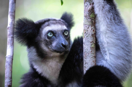 Indri indri