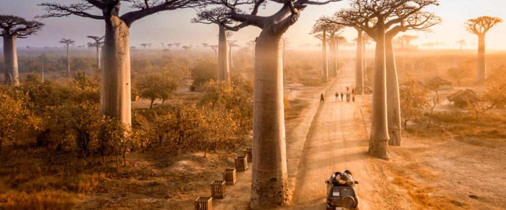 Avenue of Baobab - Madagascar - Baobab tree