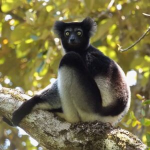 Andasibe-Analamazaotra National park