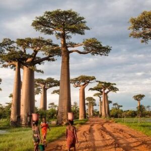 Baobab Avenue