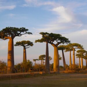 Baobab Avenue for the sunset time