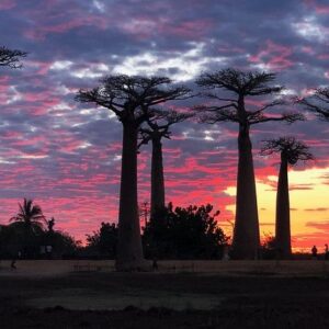 Baobabs Avenue