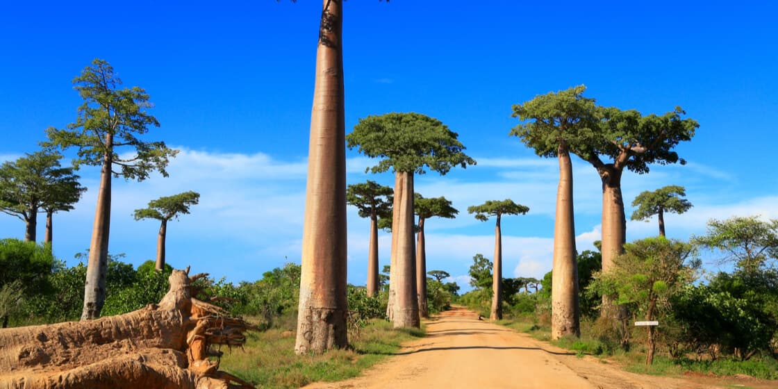 Baobabs