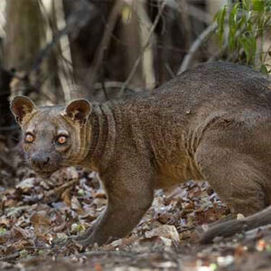 FOSSA