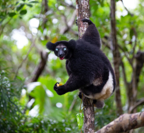 Magical Indri