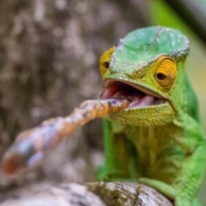 Pereyras Reptile Reserve