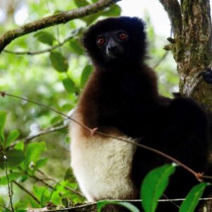 RANOMAFANA NP