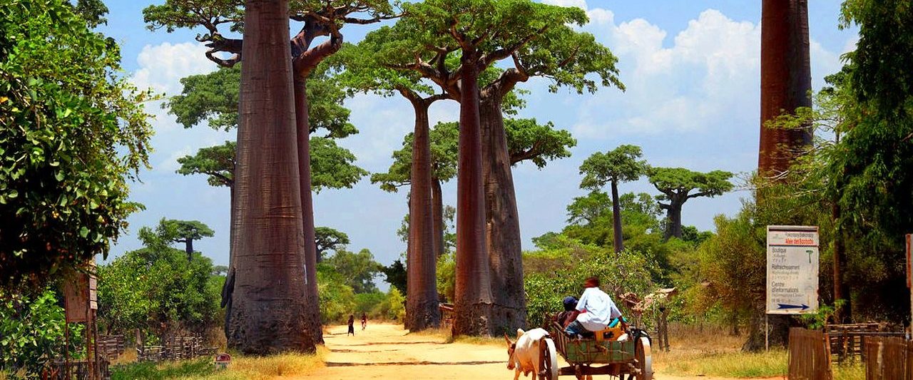 Alley of Baobab - Madagascar - West of Madagascar