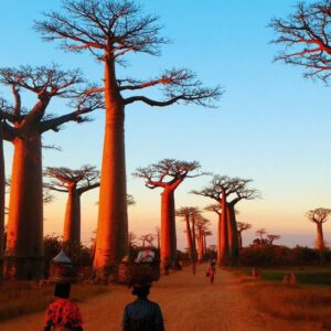 avenue of baobab