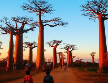 avenue of baobab