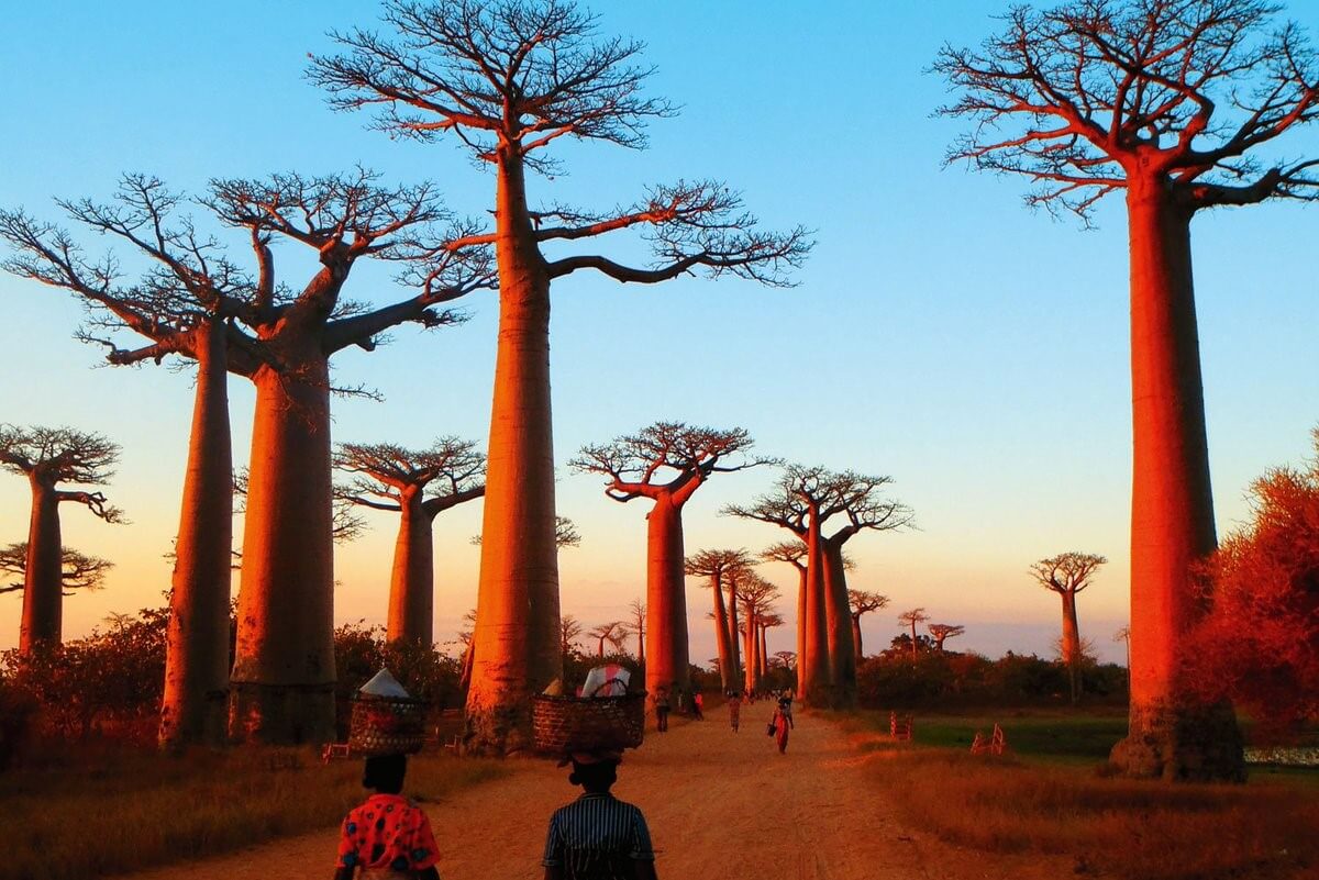 avenue of baobab