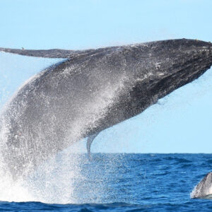 humpback whales migrates