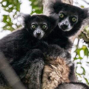 island of lemurs