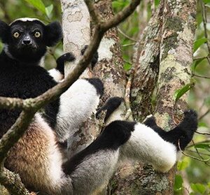 lemurs