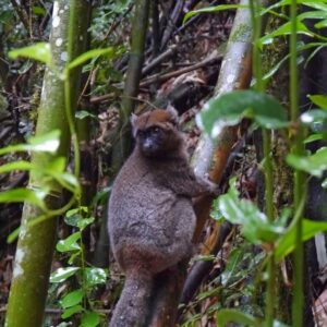 lemurs' encounters