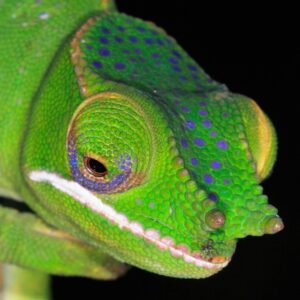 reptiles endemic