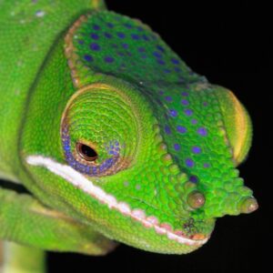 reptile’s endemic