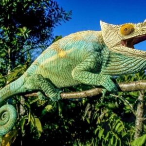 reptiles endemic of Madagascar