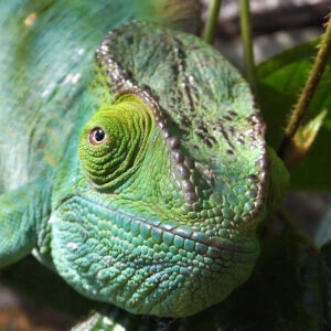 reptile’s endemic of Madagascar