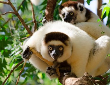 Sifaka