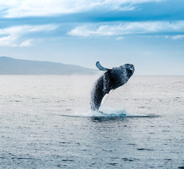 whale sm