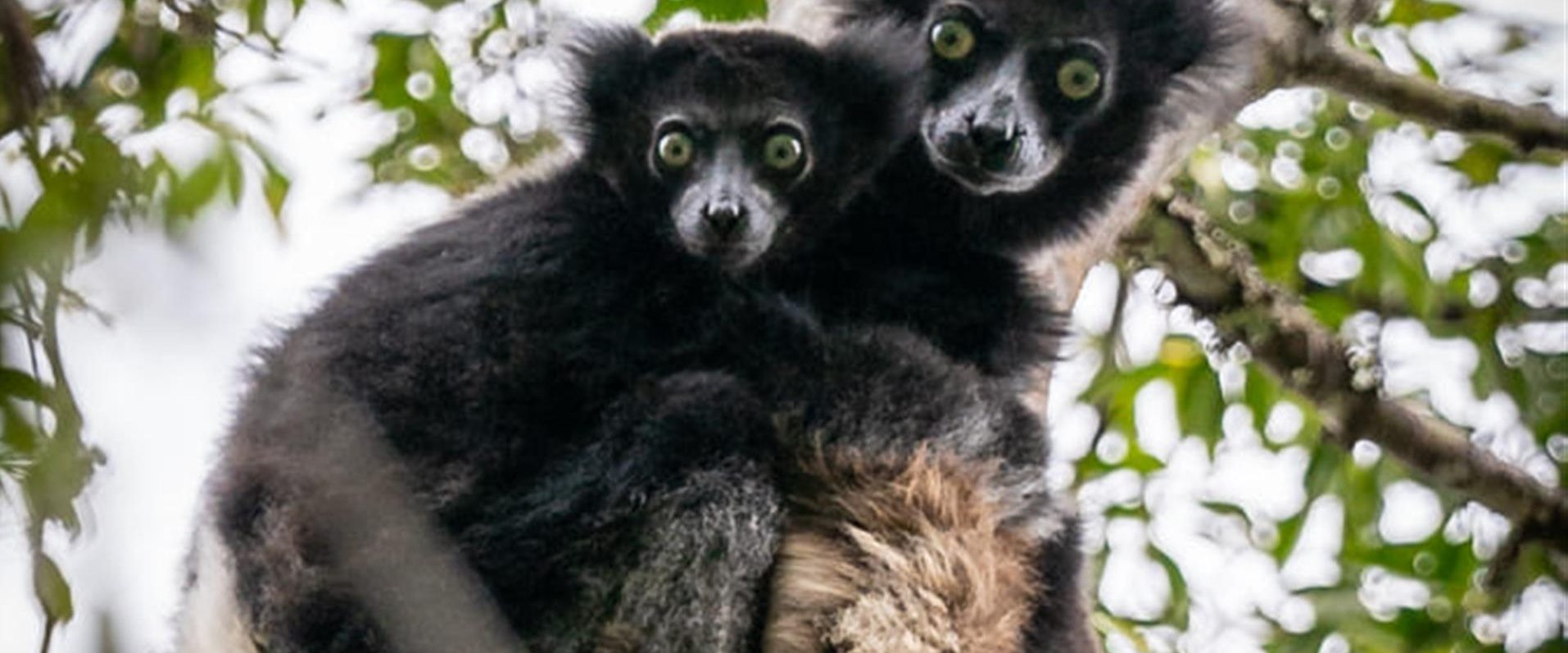 Lemur of Madagascar - indri indri - Andasibe NP - Mantadia - Palmarium