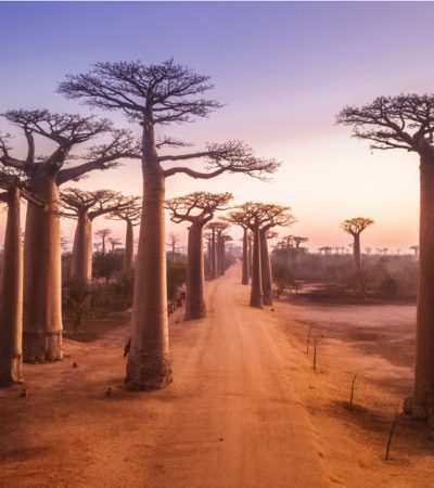 Avenue of the Baobab