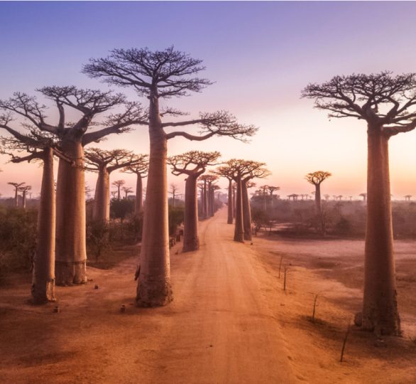 Avenue of the Baobab