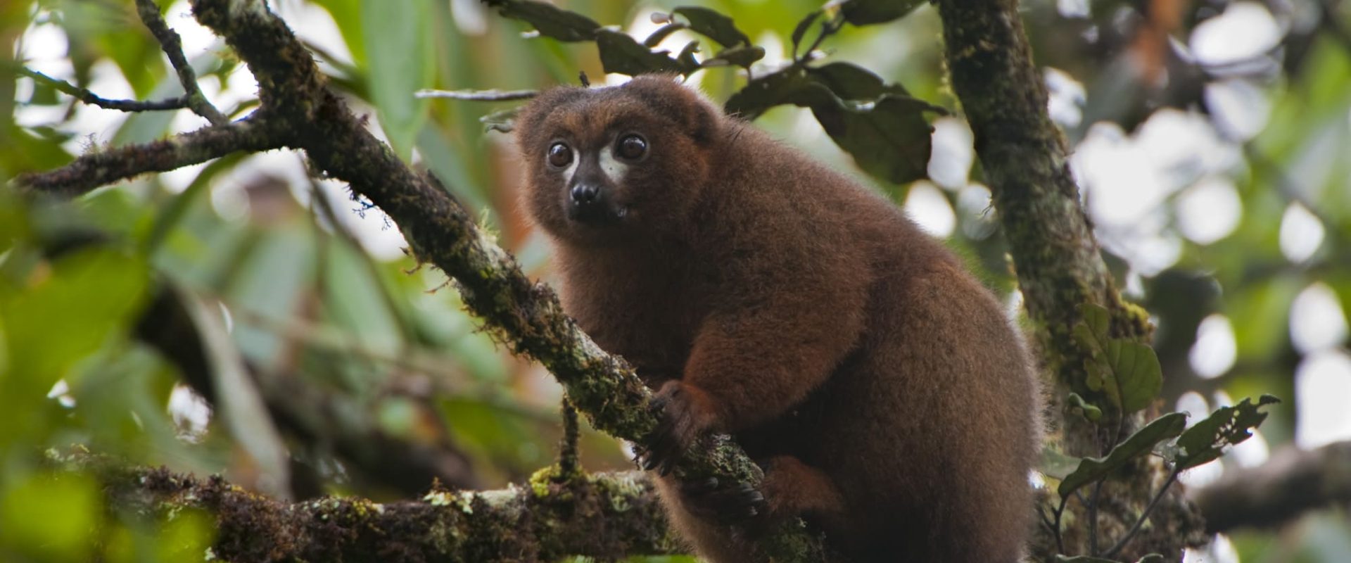 Bamboo lemur - Ranomafana NP - Rainforest