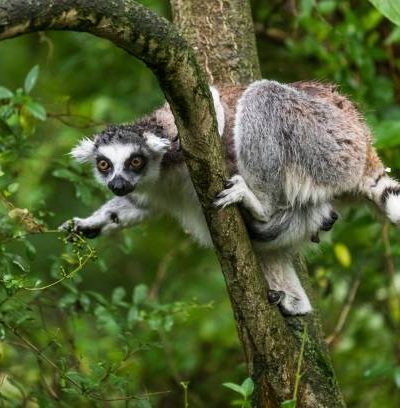 Lemur catta on the tree in ZOO Plzen