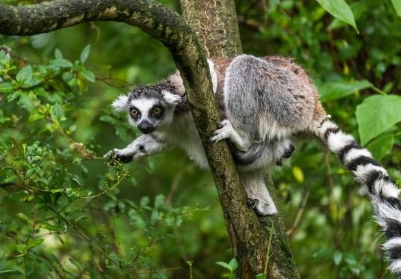 Lemur catta on the tree in ZOO Plzen