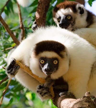 Sifaka