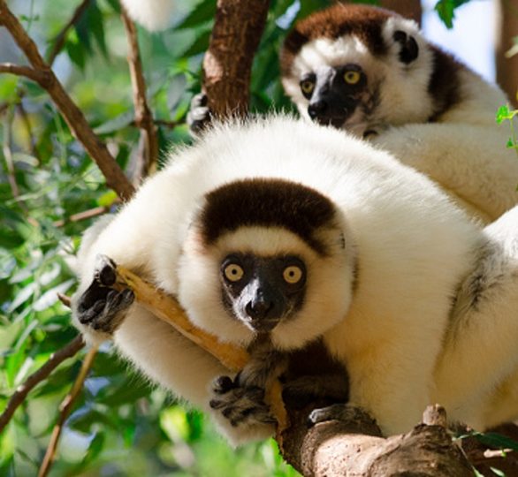 Sifaka