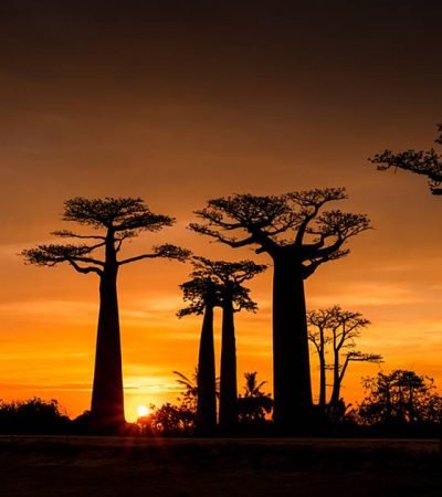 Avenue of the Baobab - Morondava