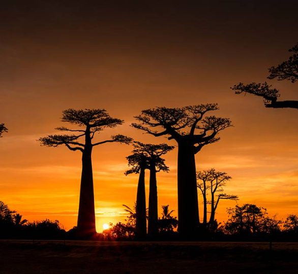 Avenue of the Baobab - Morondava