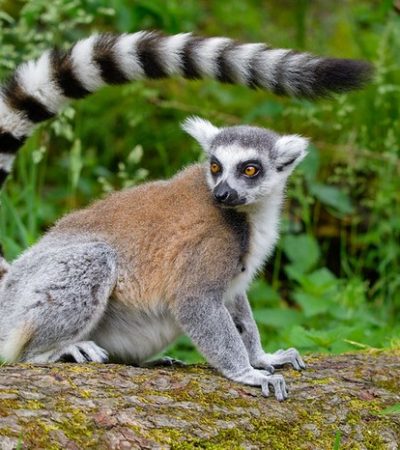 Lemurs of Madagacar