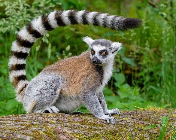 Lemurs of Madagacar